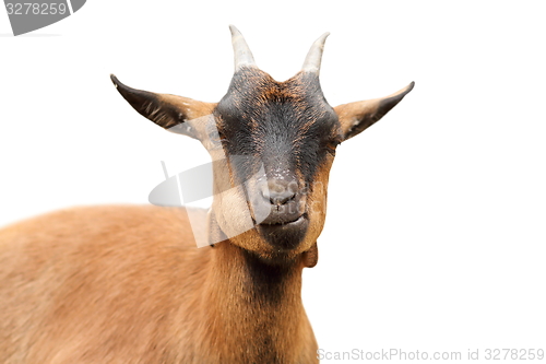 Image of isolated closeup of brown goat