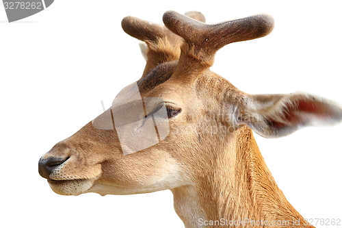 Image of isolated portrait of  young fallow deer buck