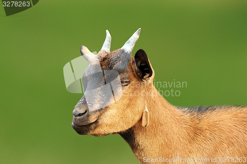 Image of closeup of brown young goat