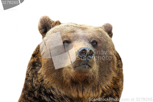 Image of brown bear isolated portrait