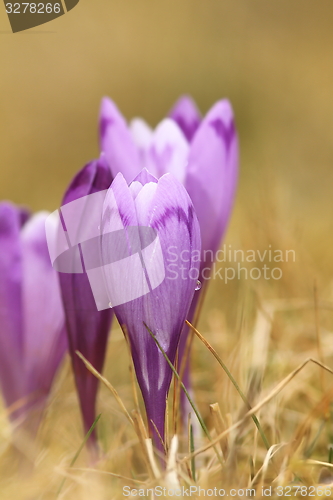 Image of closeup of spring crocus