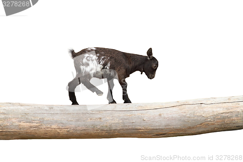 Image of young goat  showing equilibrium on a clog