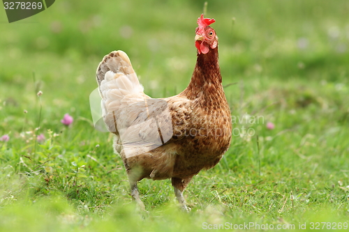 Image of hen looking at the camera