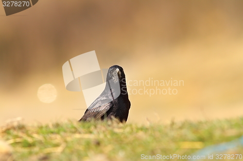 Image of crow looking at the camera