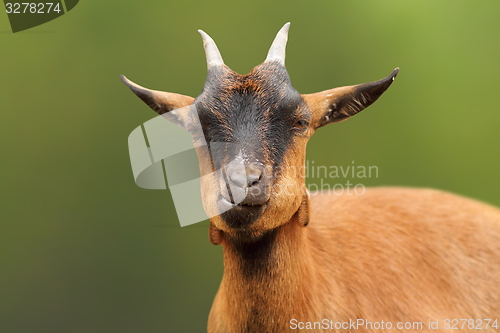 Image of portrait of cute brown goat