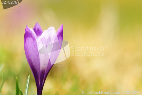 Image of closeup of spring wild crocus