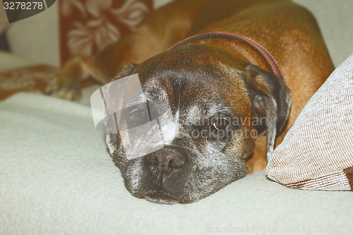 Image of vintage effect image of boxer breed sleeping on couch