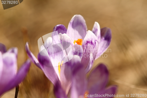 Image of spring purple crocuses