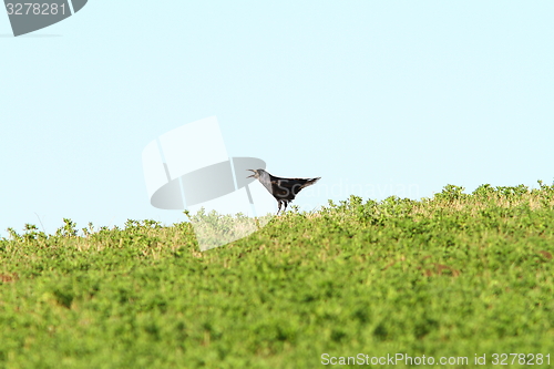 Image of crow singing on top of the hill