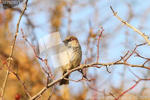 Image of male house sparrow on twig