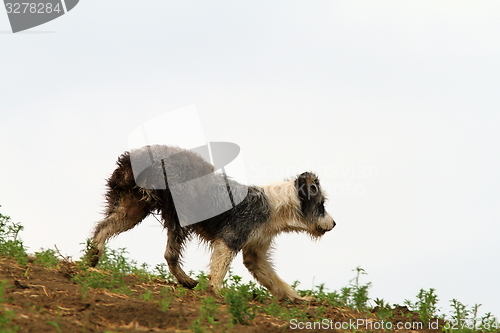 Image of romanian shepherd dog