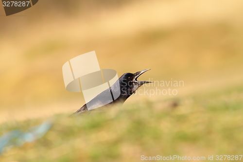 Image of crow singing in green field