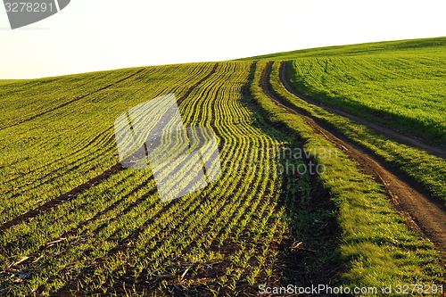 Image of wheat field in spring