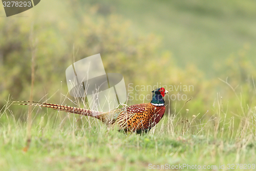 Image of male pheasant in green grass