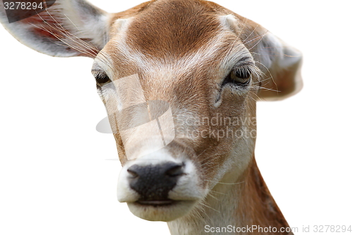 Image of isolated deer hind getting rid of fleas