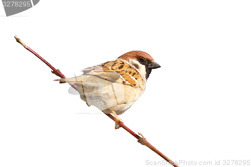 Image of isolated male sparrow on twig