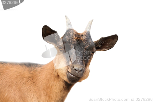 Image of funny young  male goat over white