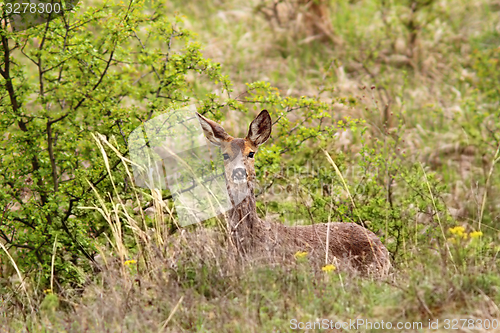 Image of roe deer doe in the bushes