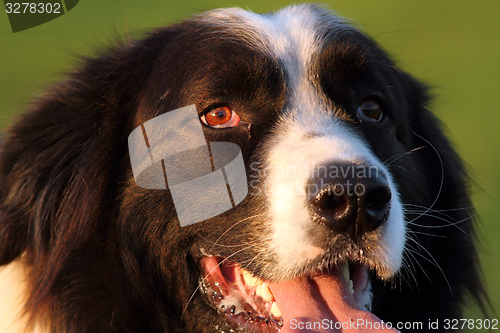 Image of portrait of romanian shepherd dog