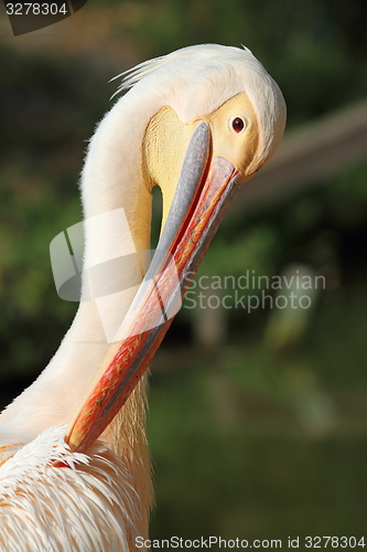 Image of great pelican taking care of its feathers