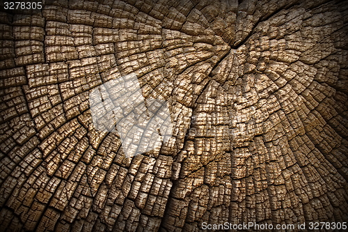 Image of section on old oak trunk