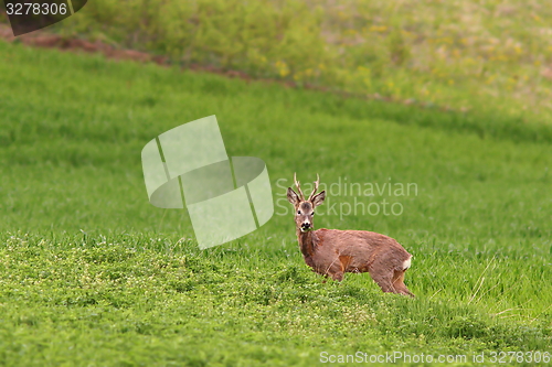 Image of beautiful roe deer buck grazing in alfalfa field