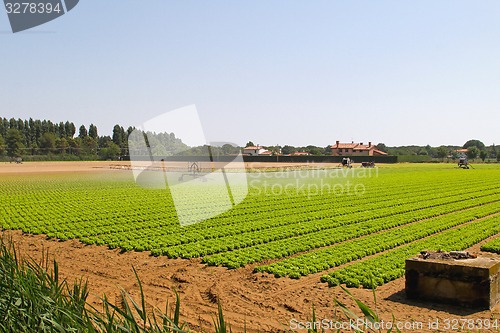 Image of Salad field irrigation