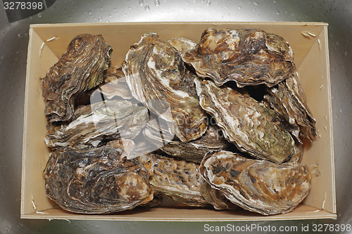 Image of Oysters in Crate