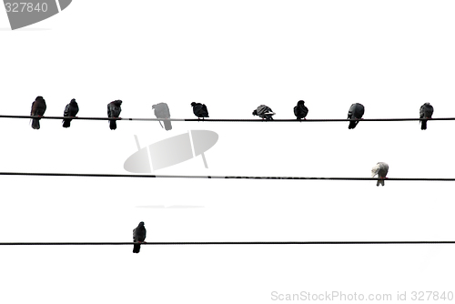 Image of Birds on wire