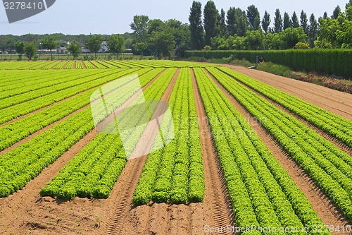 Image of Salad garden