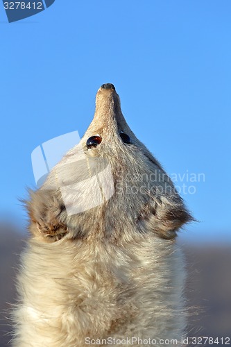 Image of Fox fur scarf