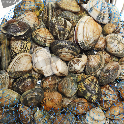 Image of Clams