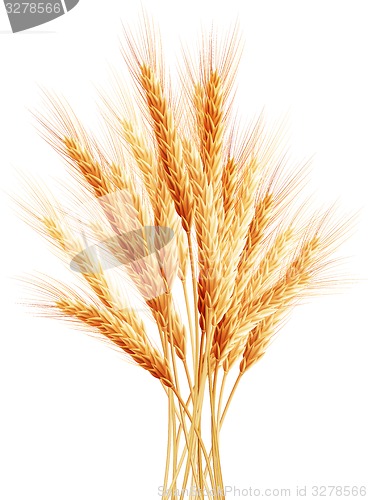 Image of Stalks of wheat ears. EPS 10