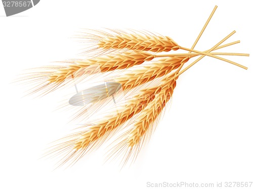 Image of Wheat ears isolated on white background. EPS 10