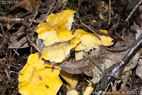 Image of forest mushrooms