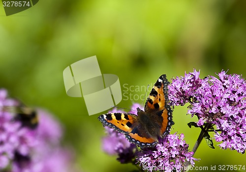 Image of tortoiseshell