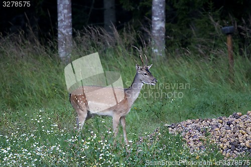 Image of fallow deer