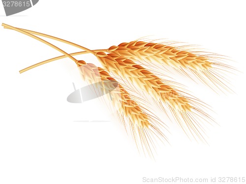 Image of Wheat ears isolated on white background. EPS 10