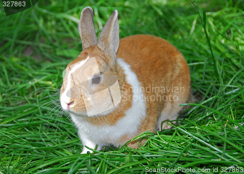 Image of Bunny rabbit