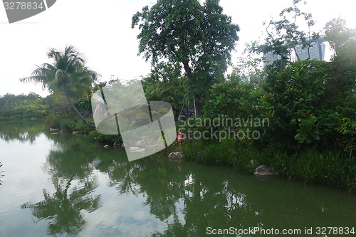 Image of Coconut palm trees growing along the small river