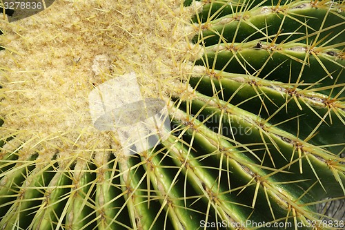 Image of Cactus