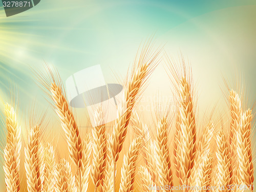 Image of Golden wheat field and sunny day. EPS 10