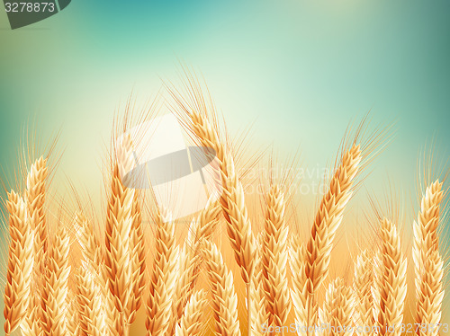 Image of Gold wheat field and blue sky. EPS 10