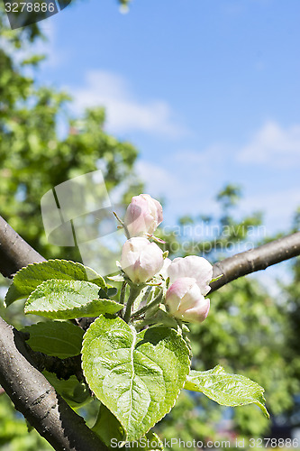 Image of Flowering apple tree