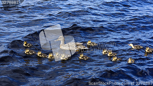 Image of Duck with small ducklings