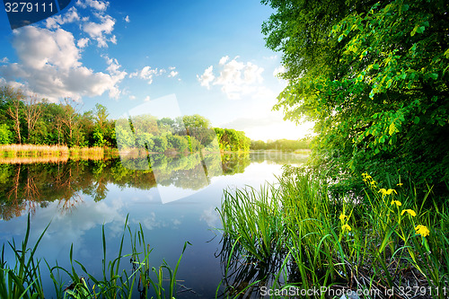 Image of Trees by calm river