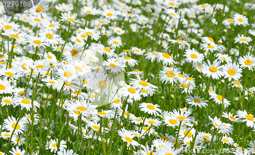 Image of  Daisies in the field