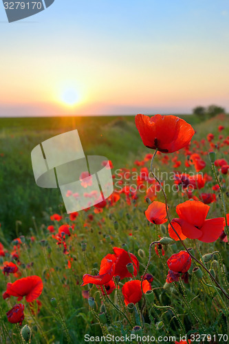 Image of Poppy Flowers Papaver rhoeas in Spring