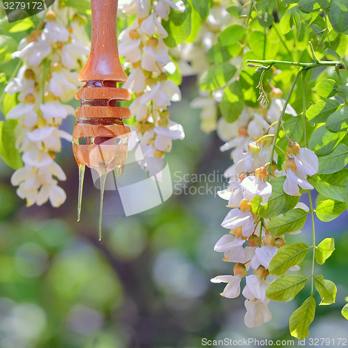 Image of Honey dripping and Acacia flowers