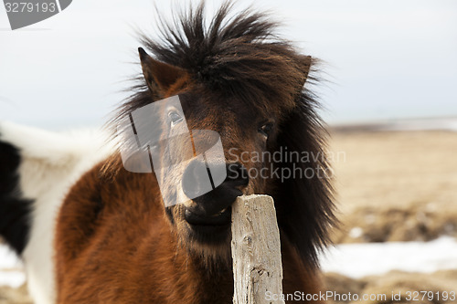 Image of Brown Icelandic horse scratches on the fence